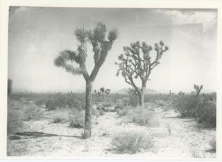 PALM SPRINGS GLASS PLATE NEGATIVES, CIRCA 1914
