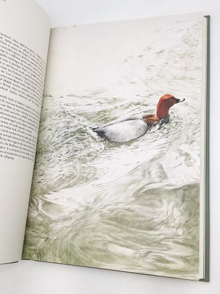 STUDIES AND SKETCHES OF A BIRD PAINTER: Paintings, Drawings and Text by Raymond Ching, with additional text by Errol Fuller